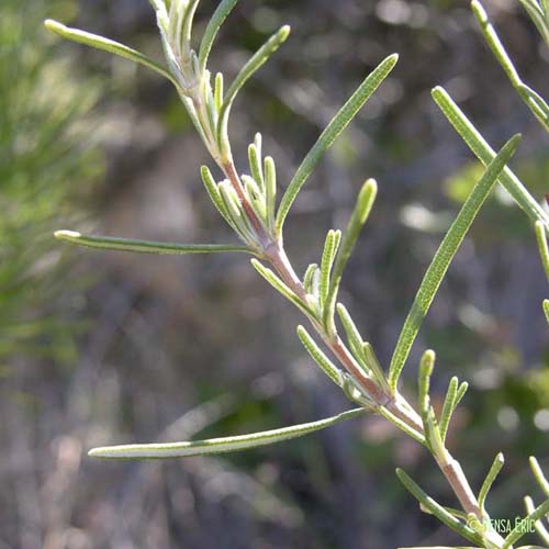 Romarin - Salvia rosmarinus