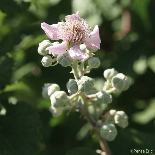 Ronce à feuilles d'orme - Rubus ulmifolius