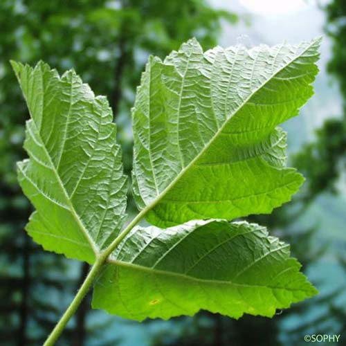 Ronce des rochers - Rubus saxatilis