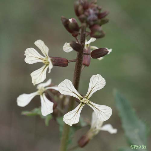 Roquette cultivée - Eruca vesicaria