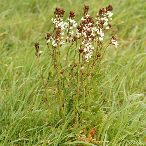 Roquette cultivée - Eruca vesicaria