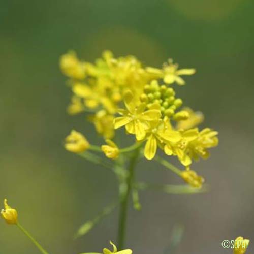 Roripe des Pyrénées - Rorippa pyrenaica var. pyrenaica