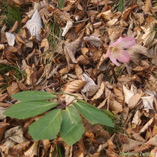 Rose de Noël - Helleborus niger