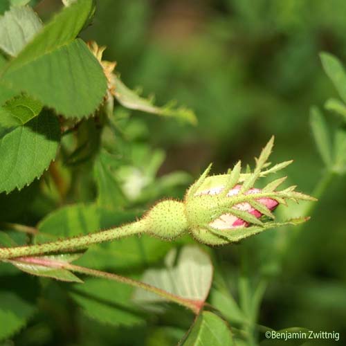 Rosier de Provins - Rosa gallica