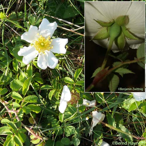 Rosier des champs - Rosa arvensis