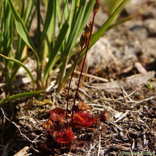 Rossolis à feuilles rondes - Drosera rotundifolia