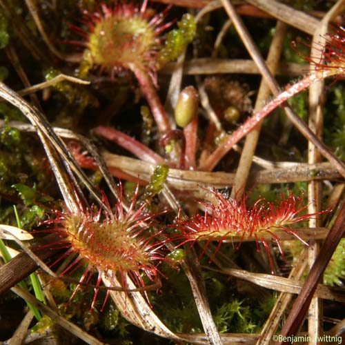 Rossolis à feuilles rondes - Drosera rotundifolia