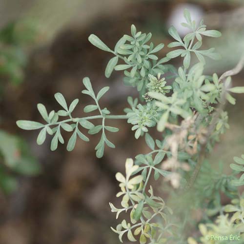 Rue à feuilles étroites - Ruta angustifolia