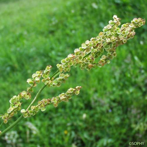 Rumex à feuilles d'Arum - Rumex arifolius