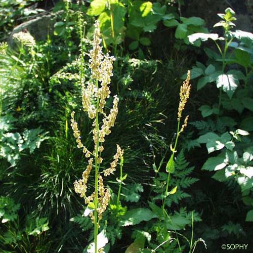 Rumex à feuilles d'Arum - Rumex arifolius