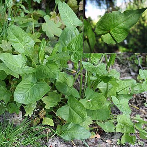 Rumex à feuilles d'Arum - Rumex arifolius