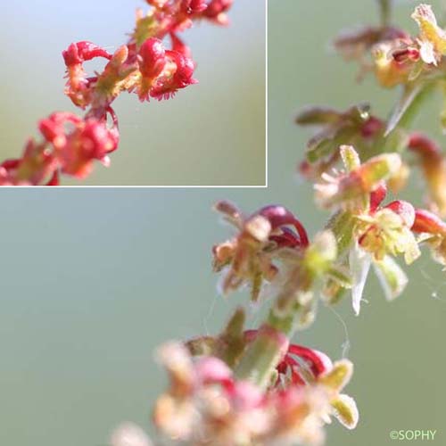 Rumex de France - Rumex bucephalophorus subsp. gallicus