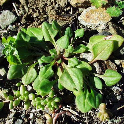 Rumex de France - Rumex bucephalophorus subsp. gallicus