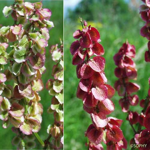 Rumex de Gussone - Rumex acetosa subsp. nebroides