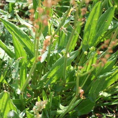 Rumex de Gussone - Rumex acetosa subsp. nebroides