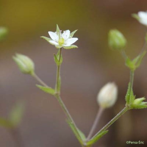 Sabline à feuilles de serpolet - Arenaria serpyllifolia