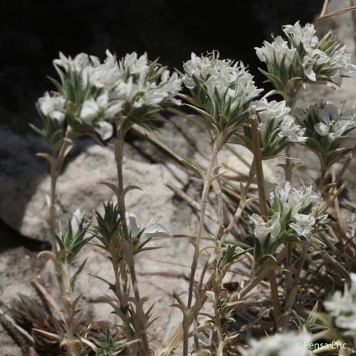 Sabline à fleurs agrégées - Arenaria aggregata subsp. aggregata