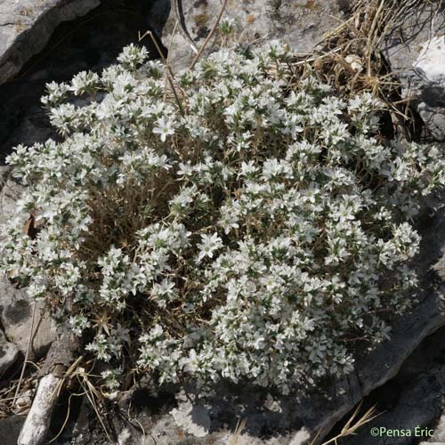 Sabline à fleurs agrégées - Arenaria aggregata subsp. aggregata