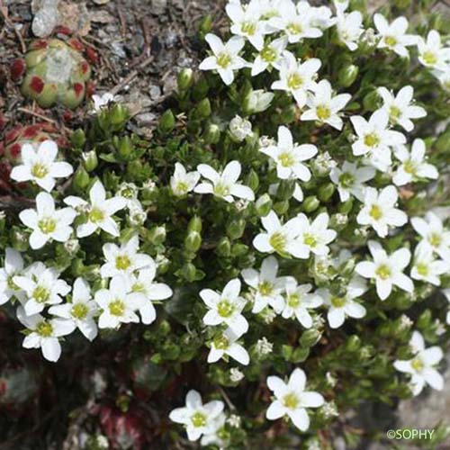 Sabline à plusieurs tiges - Arenaria ciliata