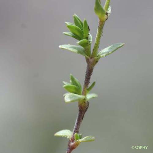 Sabline à plusieurs tiges - Arenaria ciliata