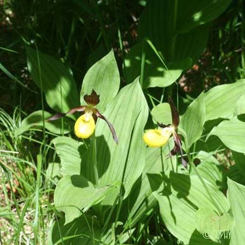 Sabot-de-Vénus - Cypripedium calceolus