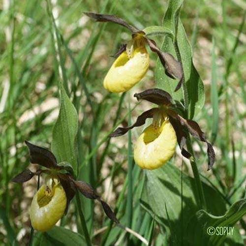 Sabot-de-Vénus - Cypripedium calceolus