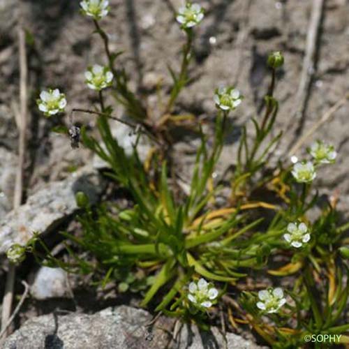 Sagine subulée - Sagina subulata subsp. subulata