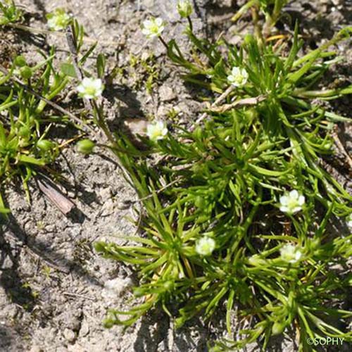 Sagine subulée - Sagina subulata subsp. subulata