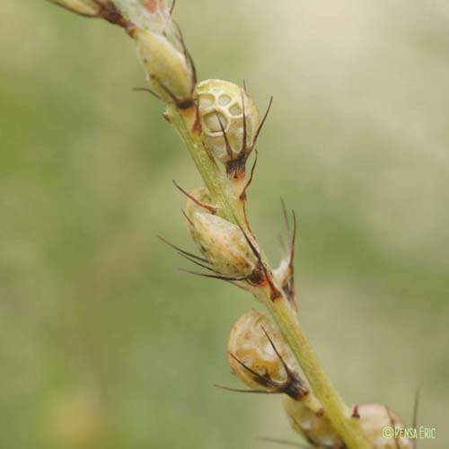 Sainfoin à feuilles de vesce - Onobrychis viciifolia