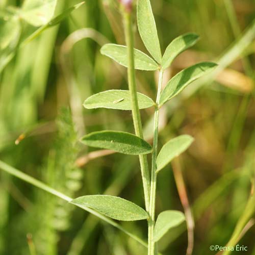 Sainfoin montagnard - Onobrychis montana