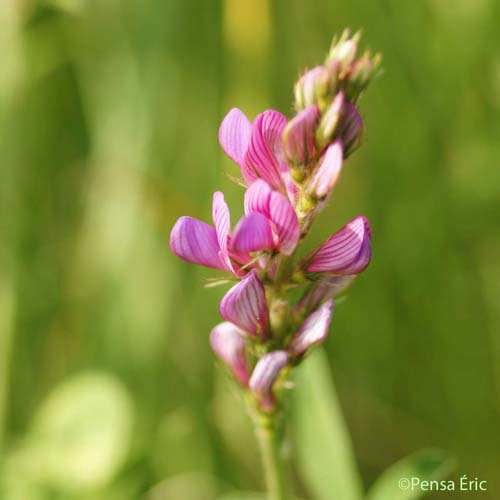 Sainfoin montagnard - Onobrychis montana