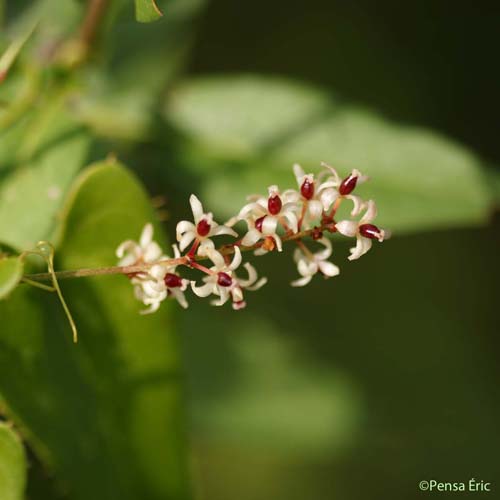 Salsepareille - Smilax aspera