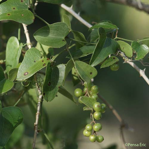 Salsepareille - Smilax aspera