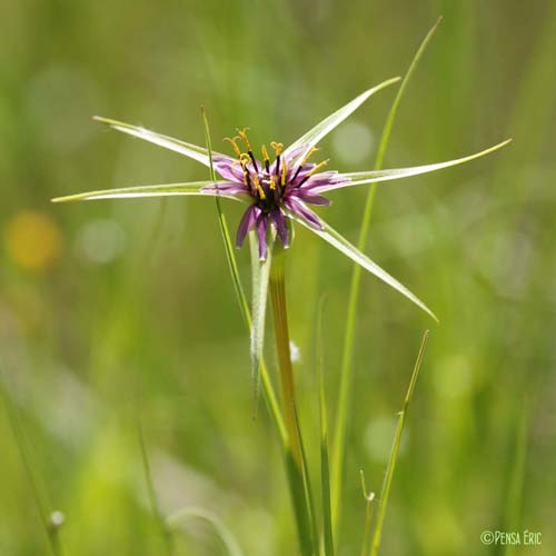 Salsifis à feuilles de poireau - Tragopogon porrifolius