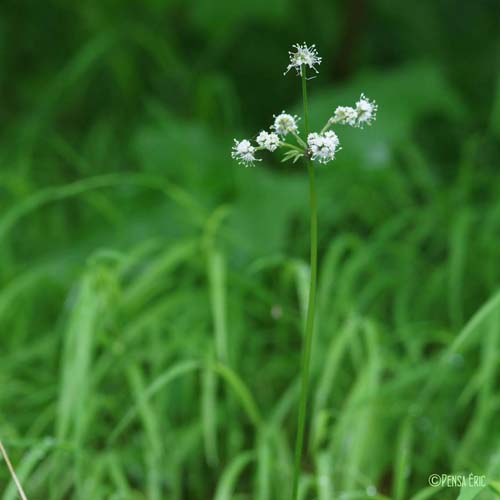 Sanicle d'Europe - Sanicula europaea