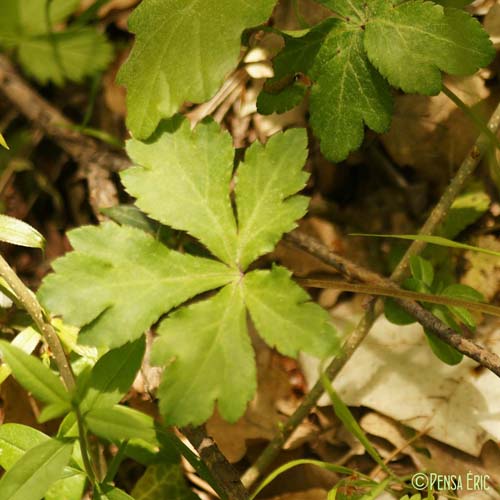 Sanicle d'Europe - Sanicula europaea