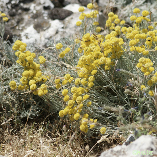 Santoline petit-cyprès - Santolina chamaecyparissus