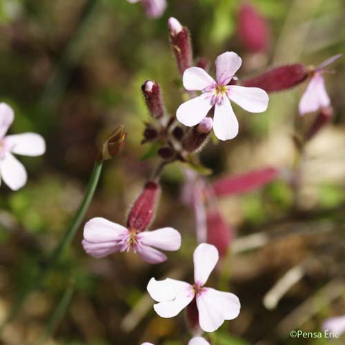 Saponaire de Montpellier - Saponaria ocymoides subsp. ocymoides