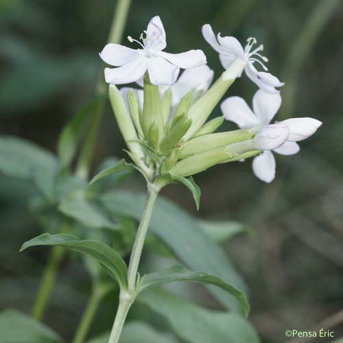 Saponaire officinale - Saponaria officinalis