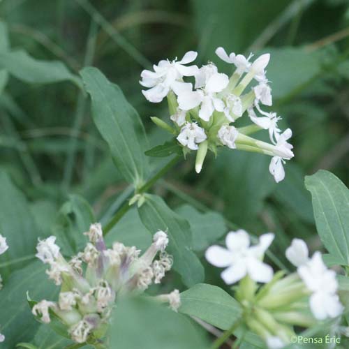 Saponaire officinale - Saponaria officinalis