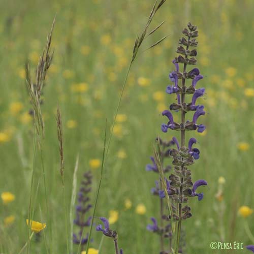 Sauge commune - Salvia pratensis