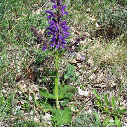 Sauge commune - Salvia pratensis