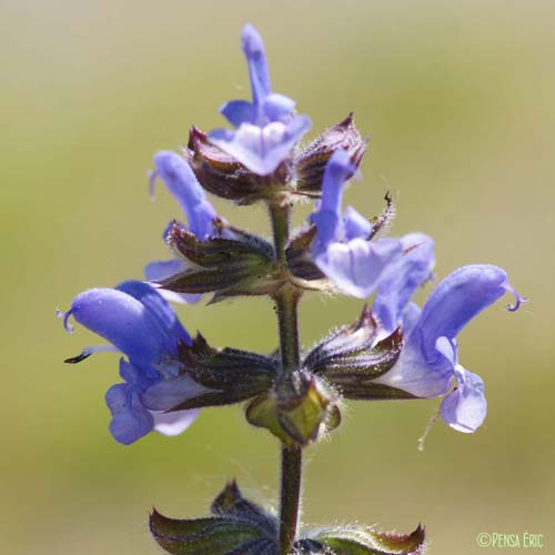 Sauge fausse-verveine - Salvia verbenaca subsp. clandestina