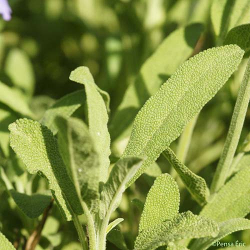 Sauge officinale - Salvia officinalis subsp. officinalis