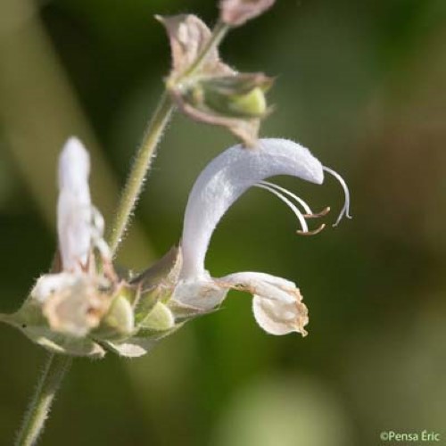 Sauge sclarée - Salvia sclarea