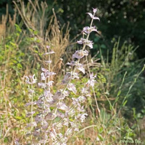 Sauge sclarée - Salvia sclarea