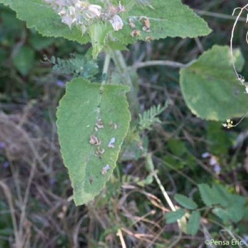 Sauge sclarée - Salvia sclarea