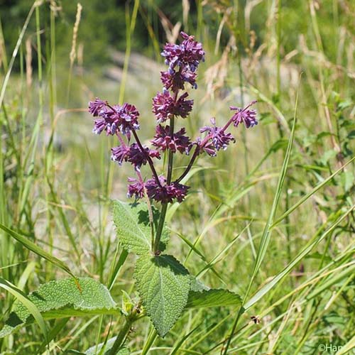 Sauge verticillée - Salvia verticillata subsp. verticillata