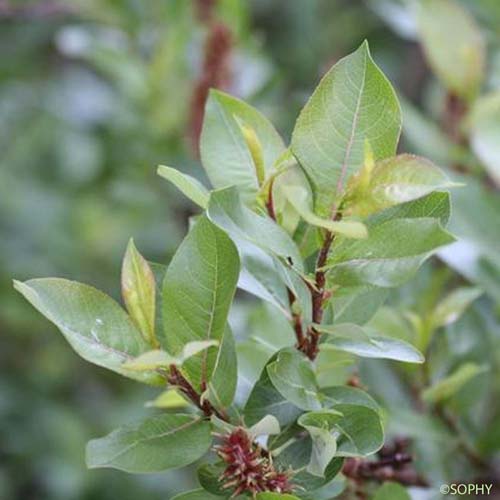 Saule à dents courtes - Salix breviserrata