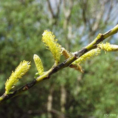 Saule à feuilles cotonneuses - Salix eleagnos